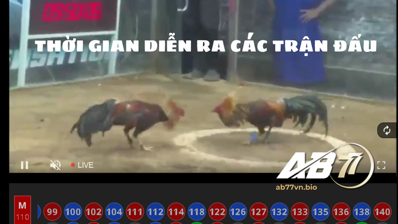 Thời gian diễn ra các trận đấu Đá gà trực tiếp của AB77